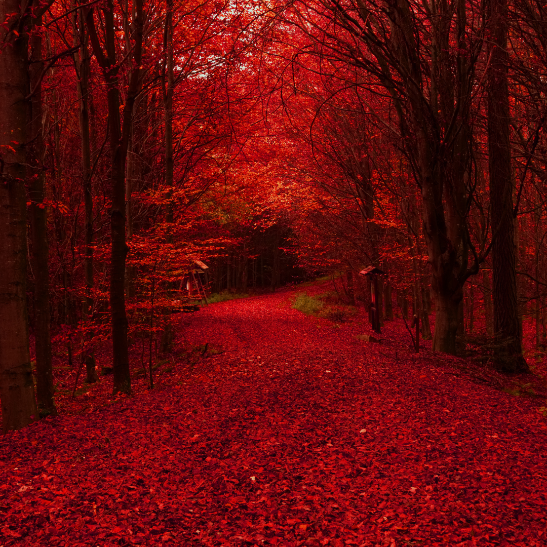 The Nature of Menstrual Blood: A Comprehensive Exploration