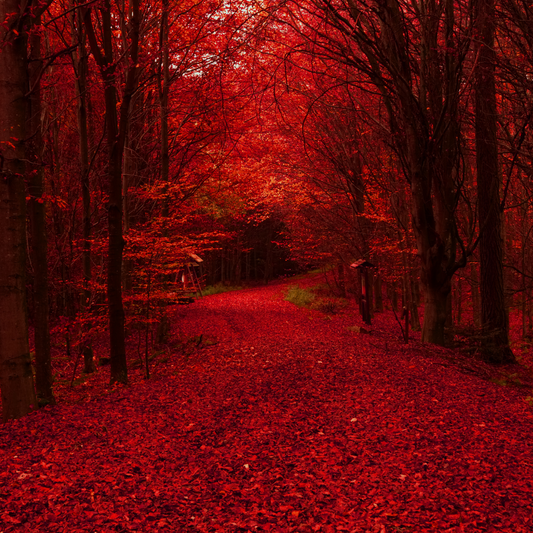 The Nature of Menstrual Blood: A Comprehensive Exploration