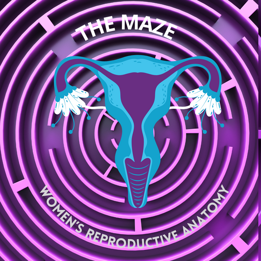 Navigating the Maze: A Comprehensive Guide to Women's Reproductive Anatomy